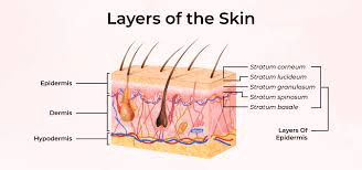 Cellular mechanism of PDRN in skin layers showing repair pathways